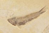 Fossil Fish Plate (Diplomystus & Knightia) - Wyoming #91589-2